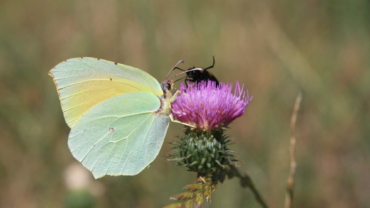 Papillon sur une fleur